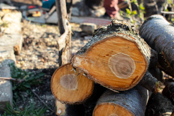 How Our Tree Care Process Works  in  Graham, NC